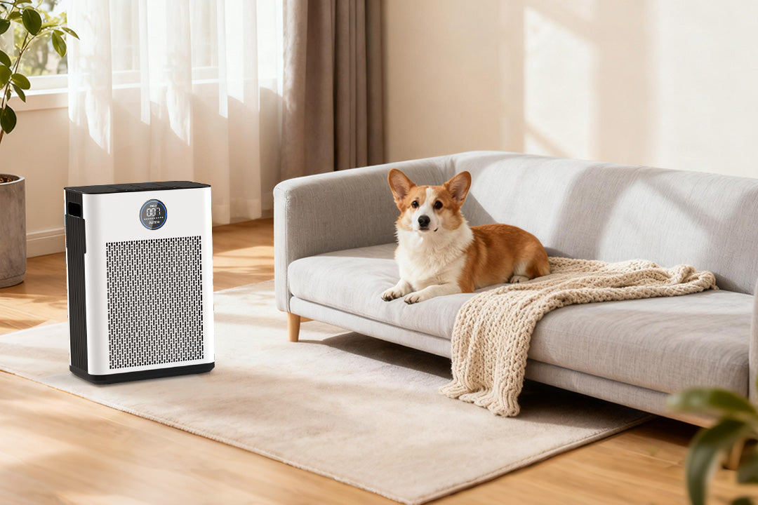Gallery Detail: How To Reduce Pet Dander And Odor Indoors Clean Air